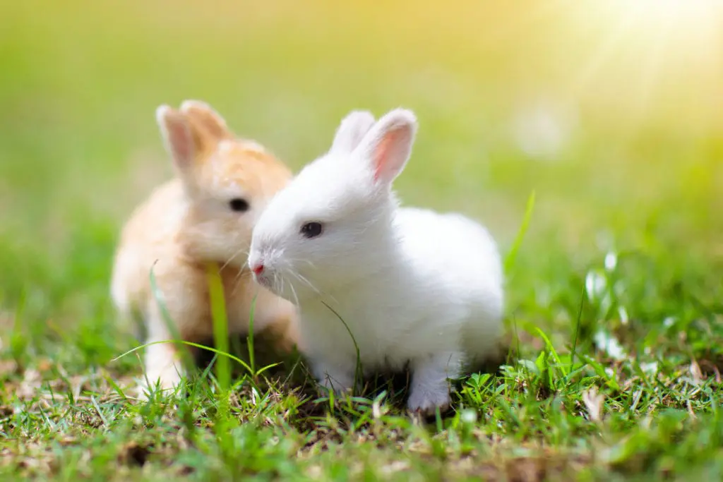 Do Rabbits Miss Each Other? (How Can You Help?) Rabbit Informer