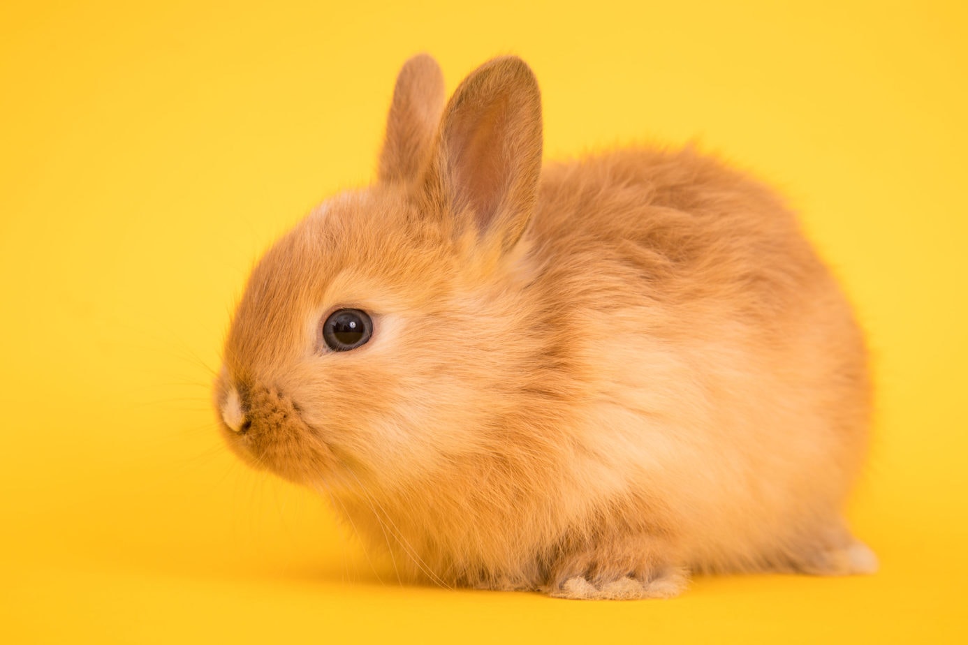 rabbit-kindling-and-rabbit-weaning-jaguza-farm-support