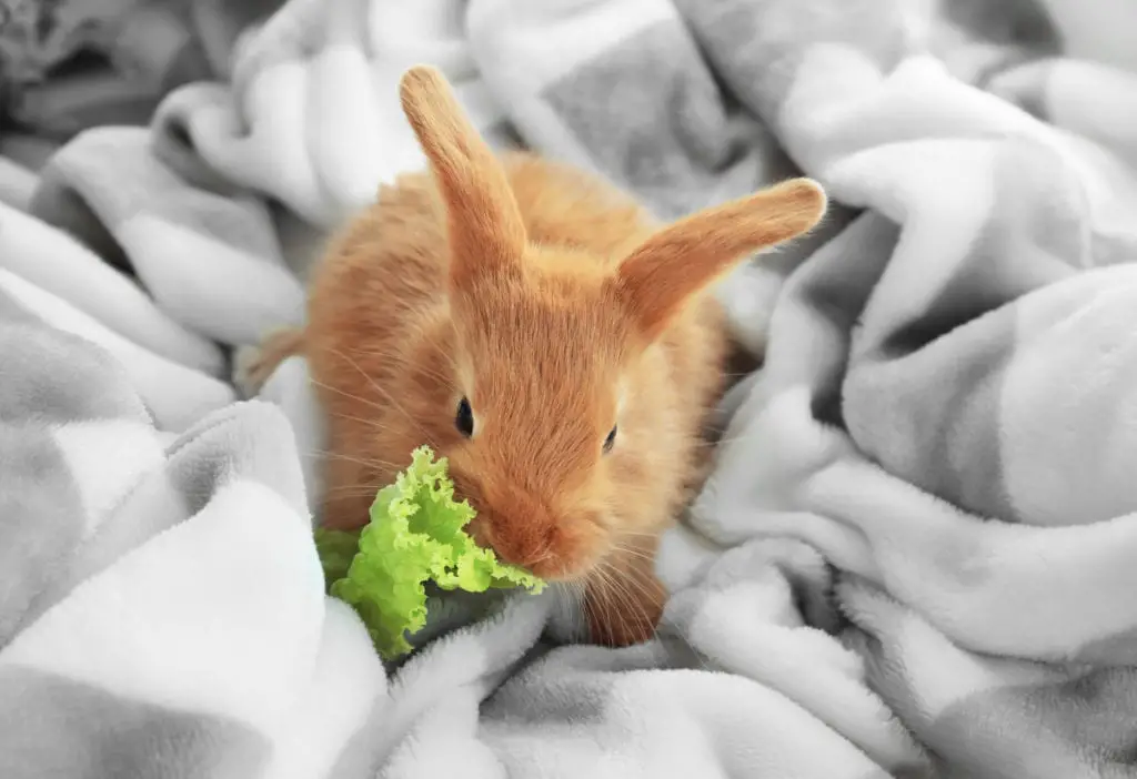 can-a-rabbit-eat-too-much-lettuce-here-s-the-truth-rabbit-informer