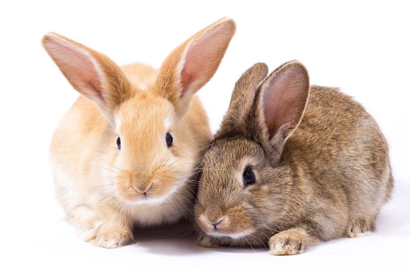 Explained Do Male Rabbits Have Teats? Rabbit Informer