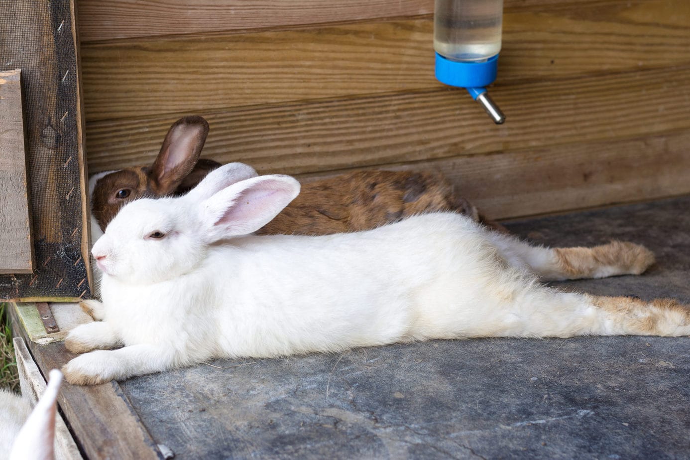 Do Baby Rabbits Sleep More? Rabbit Informer