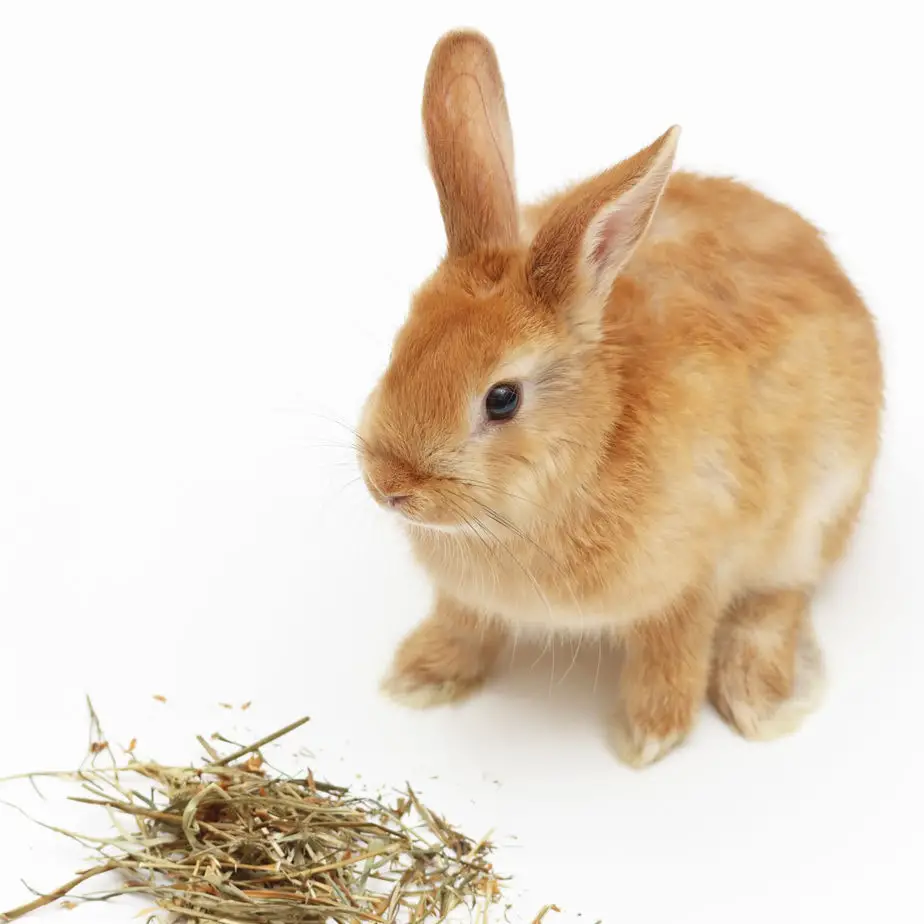 Rabbit Language: 27 Ways Bunnies Communicate – Rabbit Informer