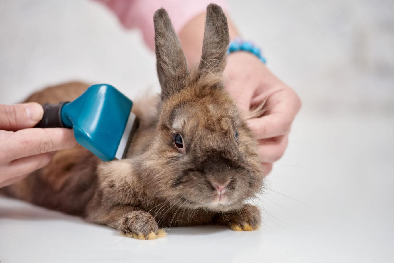 Shampoo for Rabbits What You Can and Cannot Use Rabbit Informer