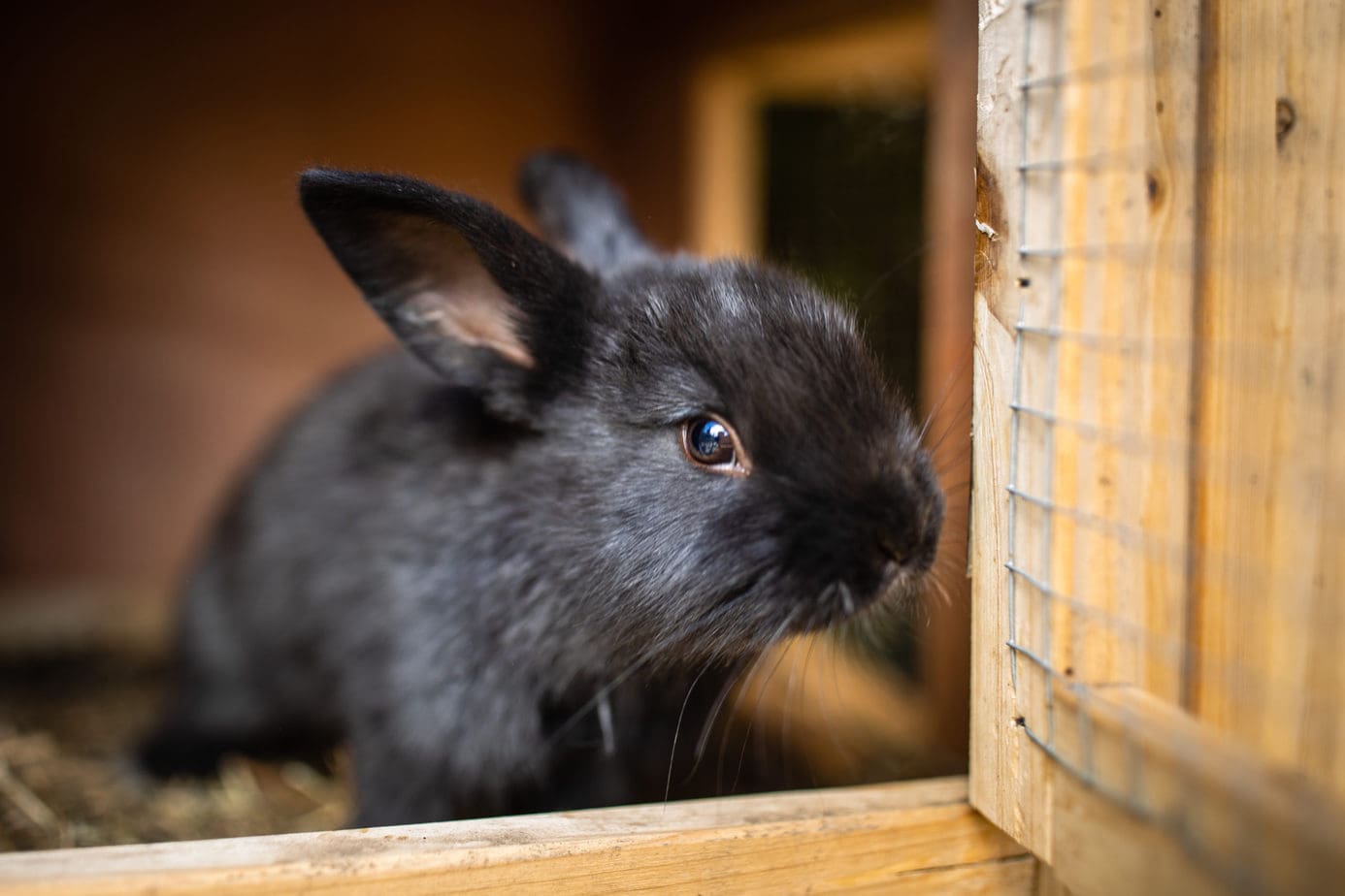 Do Baby Rabbits Sleep More? – Rabbit Informer