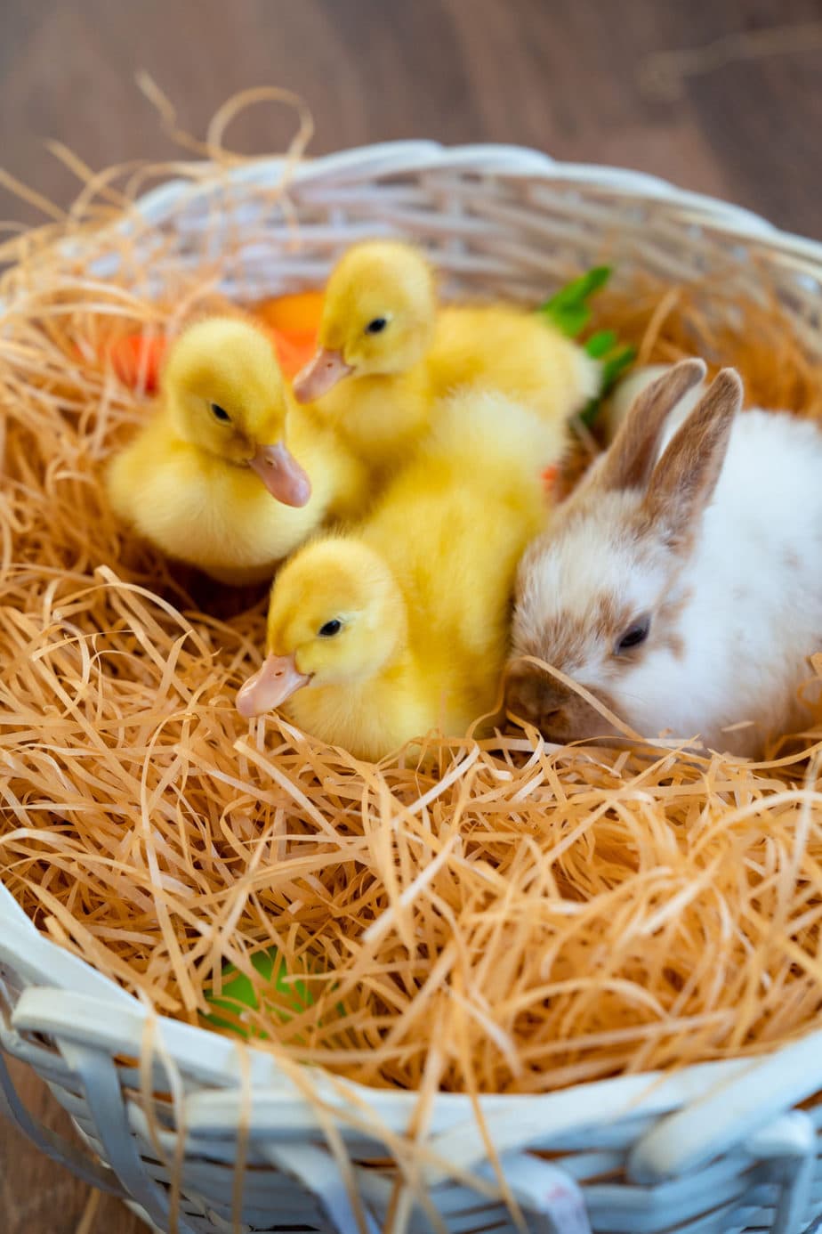 Can Rabbits and Ducks Live Together? Rabbit Informer