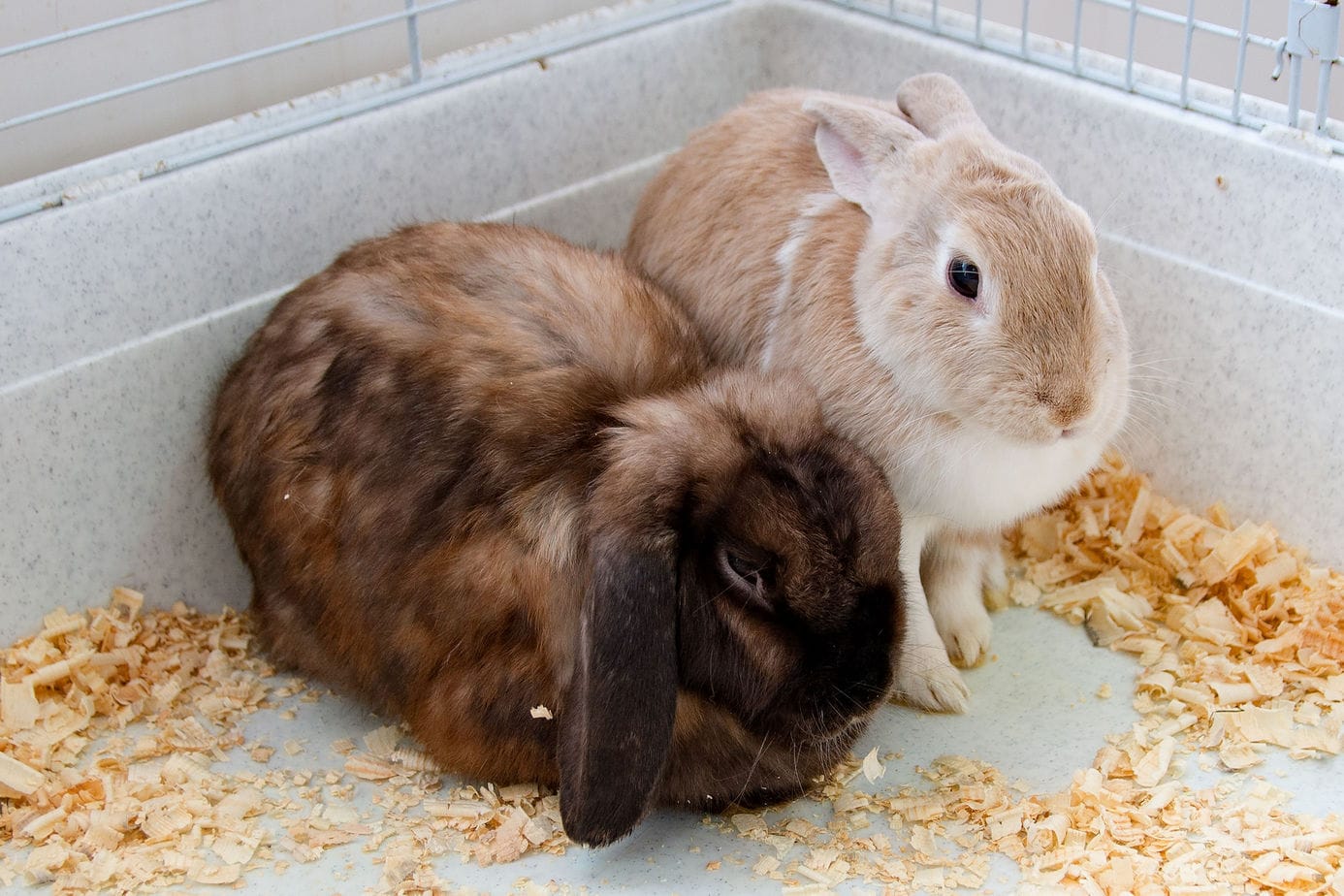 5 Reasons Your Rabbit Stays in One Corner Rabbit Informer