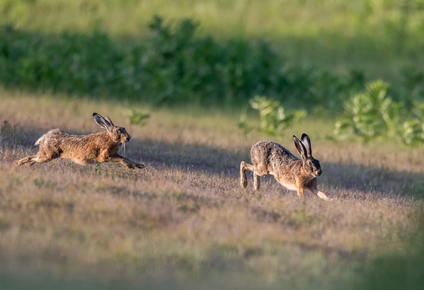 Do Rabbits Like Exercise Balls and Wheels? Rabbit Informer