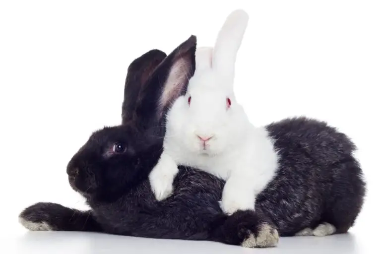 Explained Do Male Rabbits Have Teats Rabbit Informer