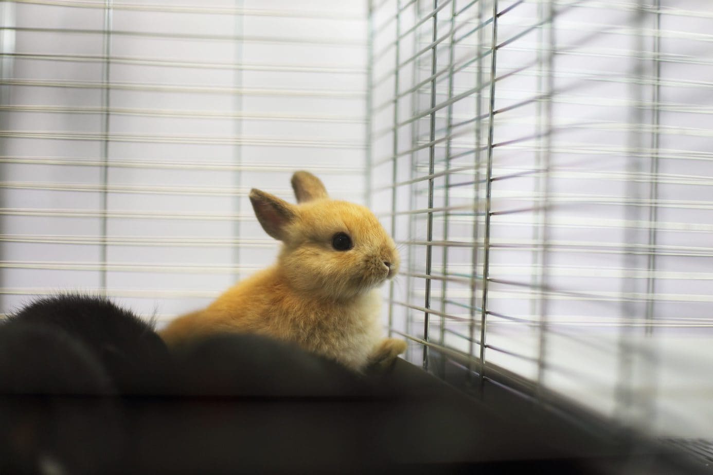 How to Keep Rabbits’ Cage Clean 5 Tips That Work Rabbit Informer