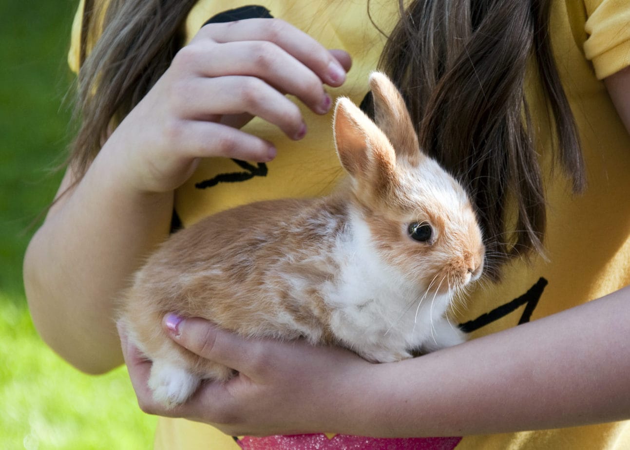 Are Pregnant Rabbits Aggressive What To Know Rabbit Informer