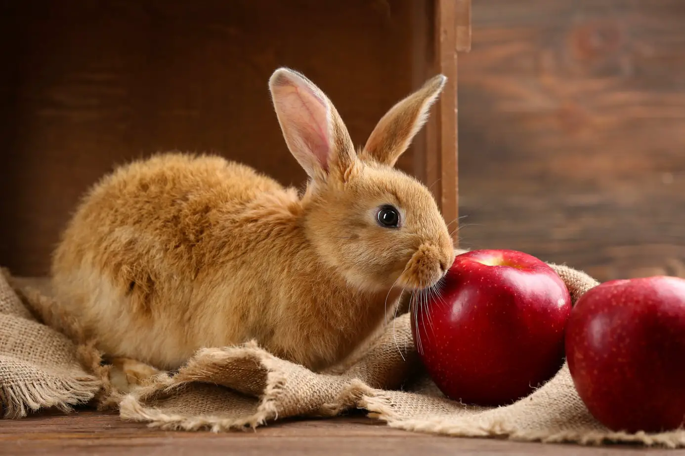 Яблоки кроликам можно давать. Яблочные кролики. Кролик с яблоками. Яблочные кролики арт. Кролики из яблок.