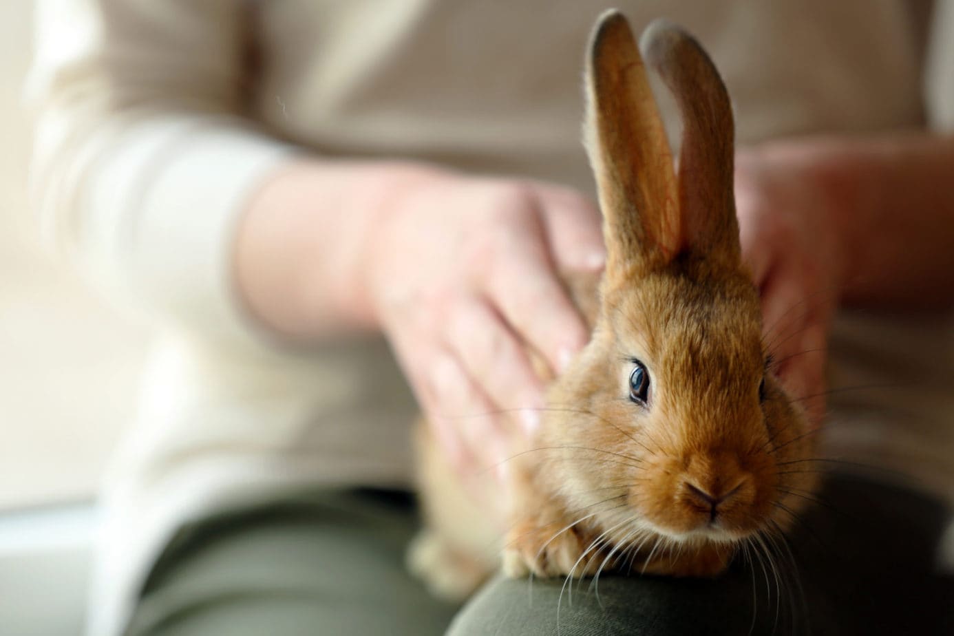 Do Rabbits Miss Each Other? (How Can You Help?) Rabbit Informer