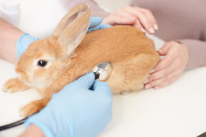 Pet Rabbit Insurance: When Is It Worth It? – Rabbit Informer