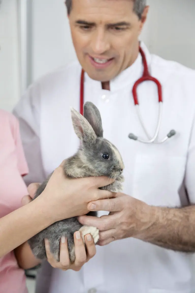 Can a Neutered Rabbit Still Spray? Rabbit Informer