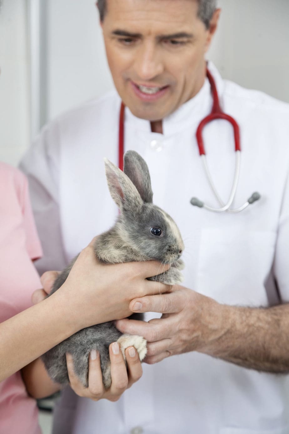 Can a Neutered Rabbit Still Spray? Rabbit Informer