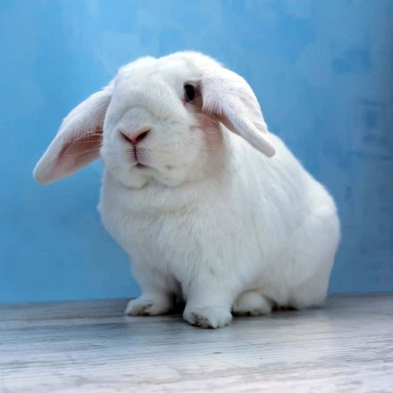 Do Pet Rabbits Come Back if They Escape? Rabbit Informer