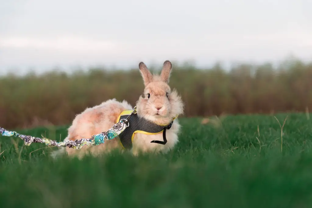 Can a Rabbit Wear a Harness All the Time? Rabbit Informer