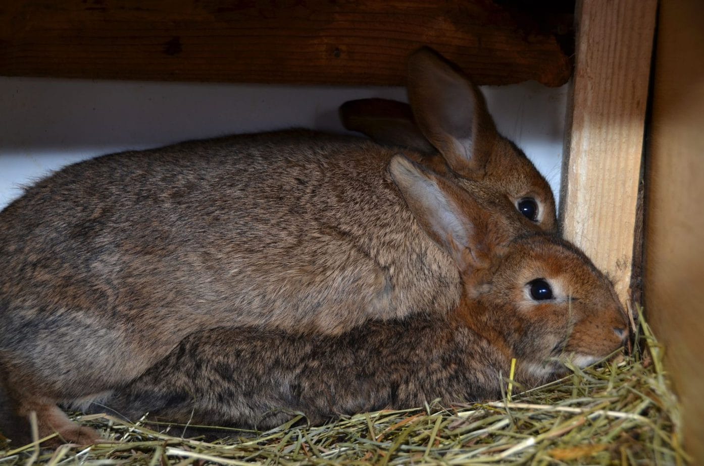 How to Set Up a Rabbit Litter Box in 10 Steps Rabbit Informer