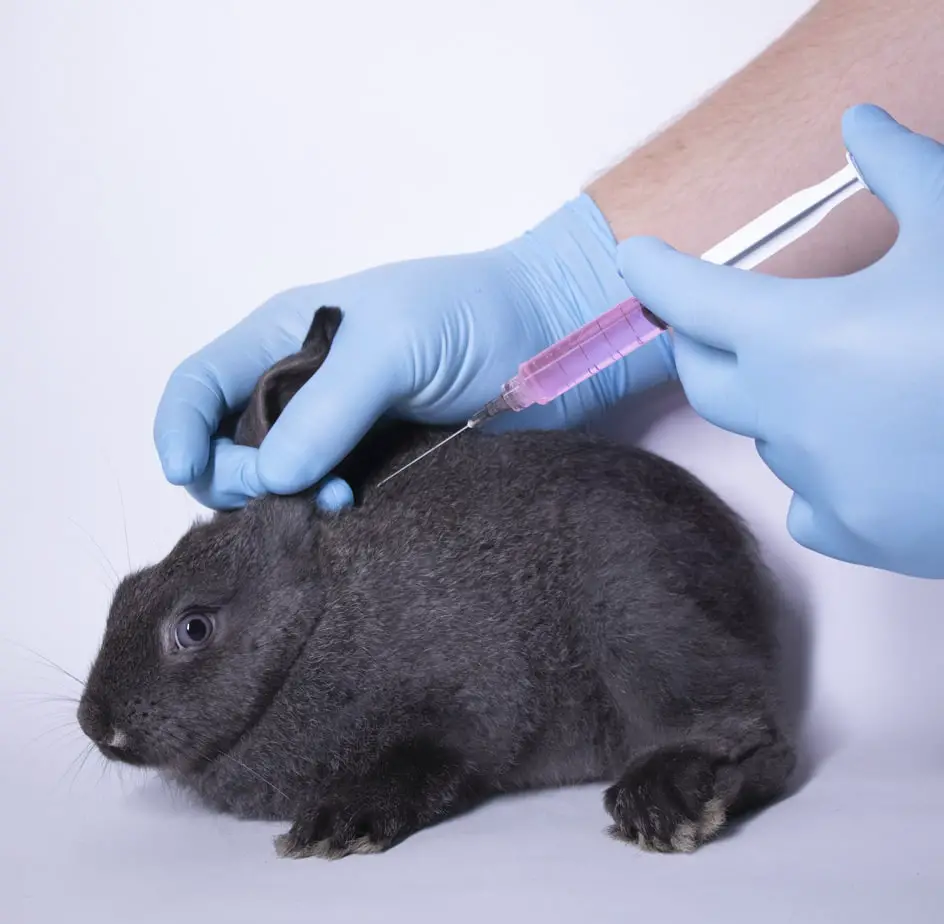 do-rabbits-need-vaccines-what-you-should-know-rabbit-informer