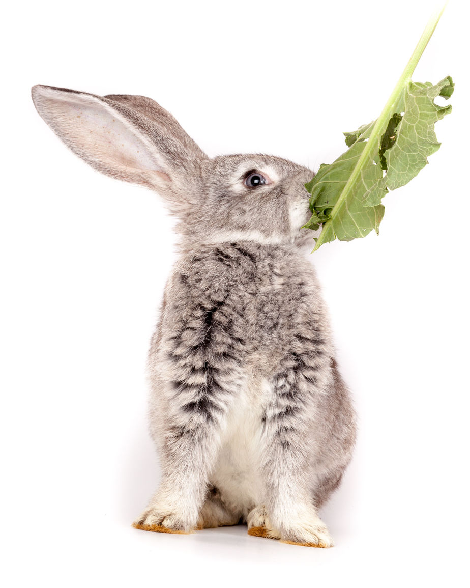 top-10-best-rabbit-foods-2023-rabbits-life