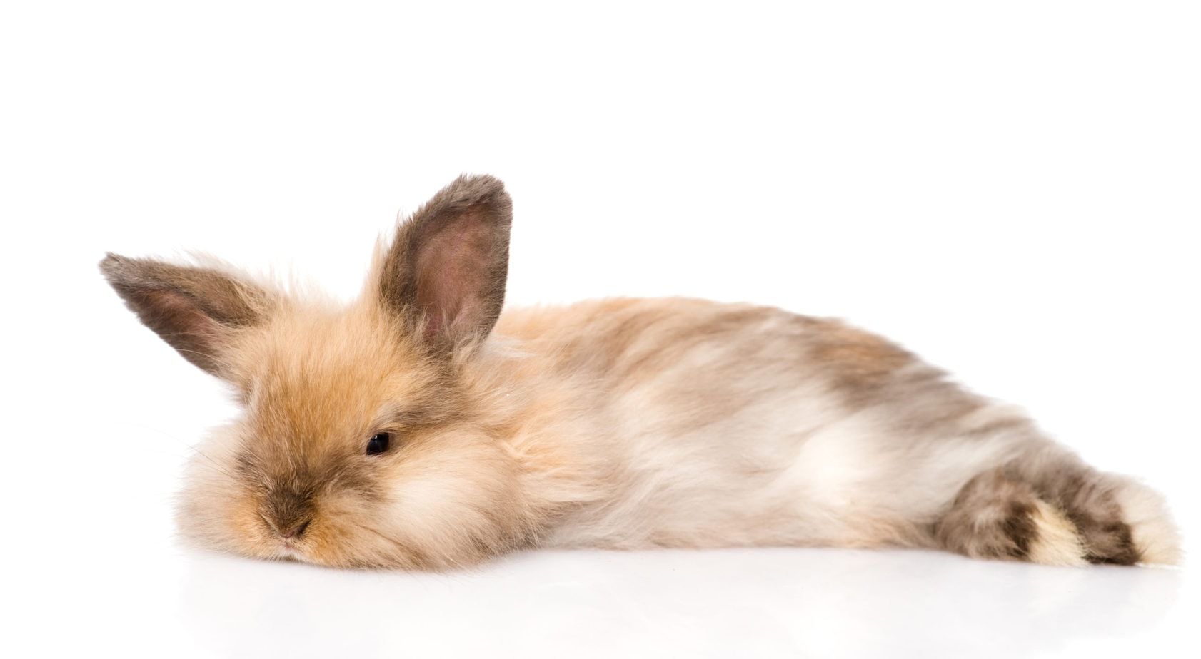Do Baby Rabbits Poop More? What You Must Know Rabbit Informer