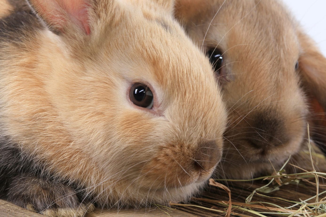 How Good Is a Rabbit’s Eyesight? Myths vs. Facts Rabbit Informer