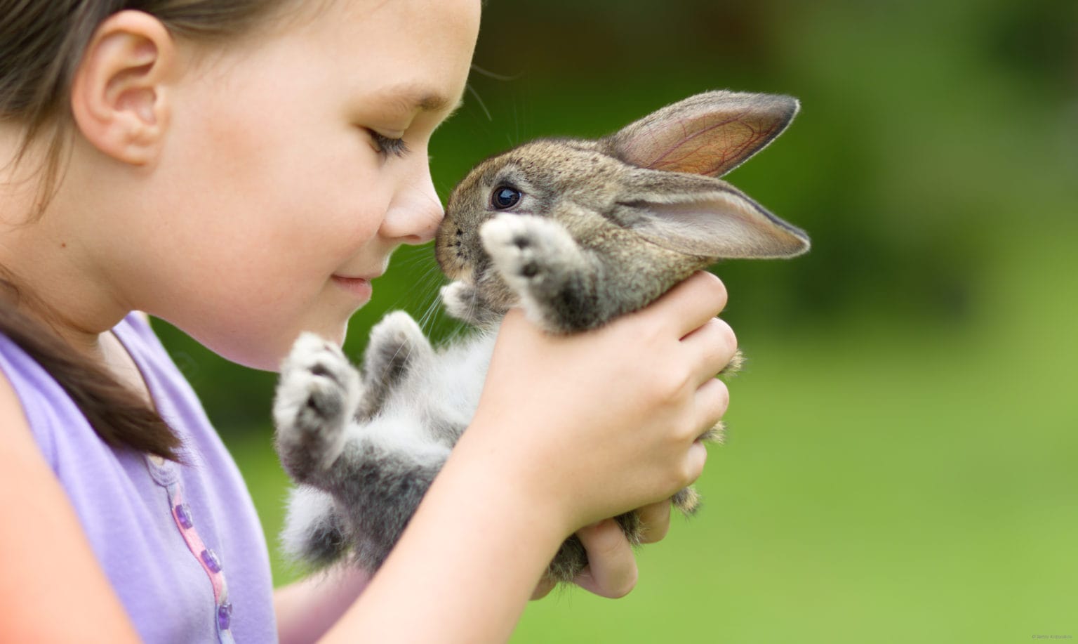 3-best-pet-rabbit-breeds-that-chew-less-rabbit-informer