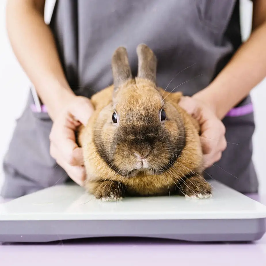 Pet Rabbit Growth Chart How Big Can It Get? Rabbit Informer