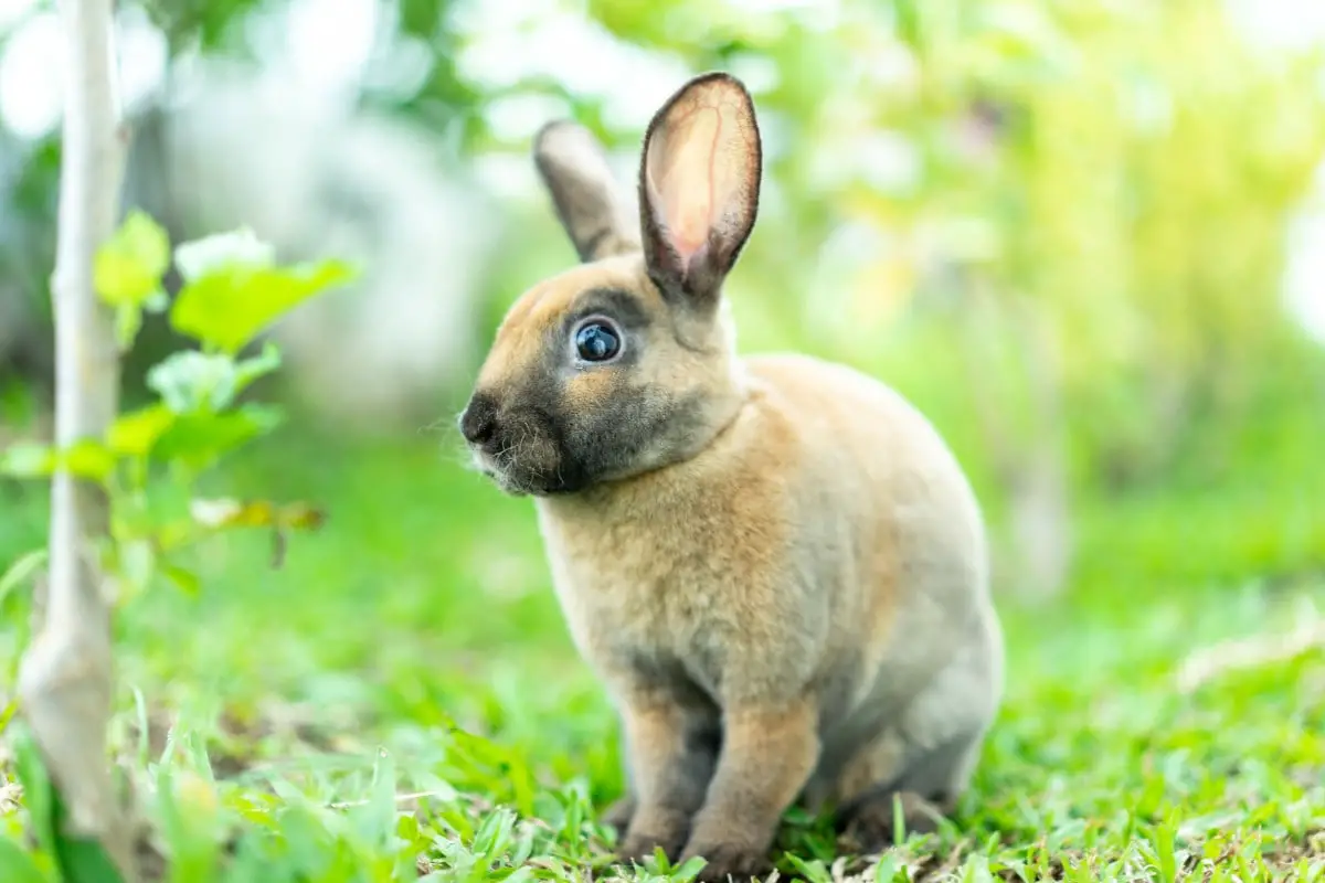 7-reasons-mini-rex-rabbits-make-great-pets-rabbit-informer