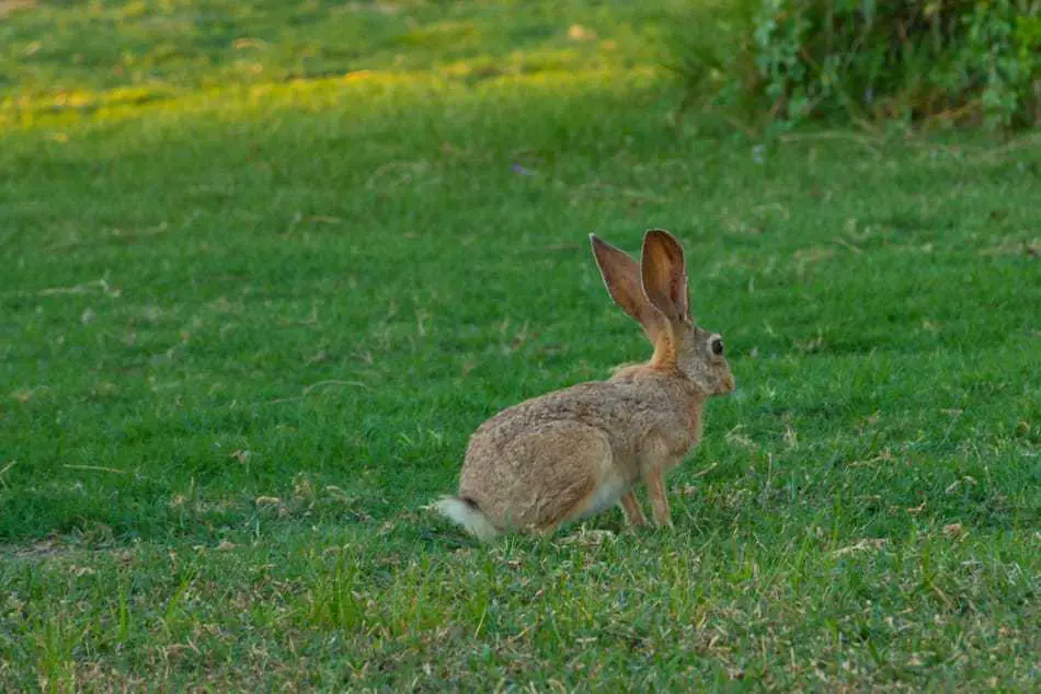 Wild cotton tail rabbit sits in green grass.