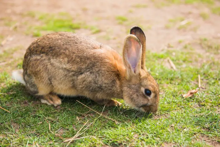 50-human-foods-wild-rabbits-love-to-eat-rabbit-informer