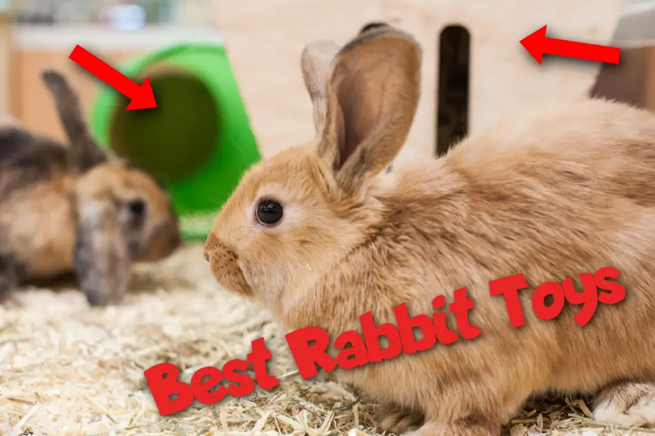 Rabbit with toys in the background.