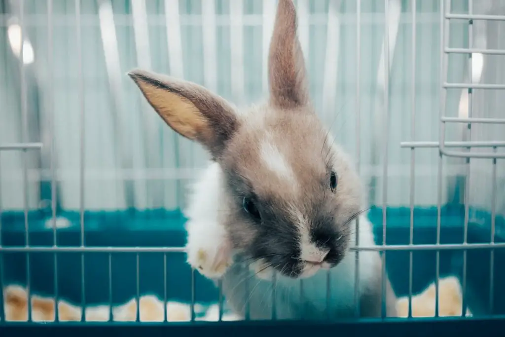A bored rabbit hanging his head on the cage.