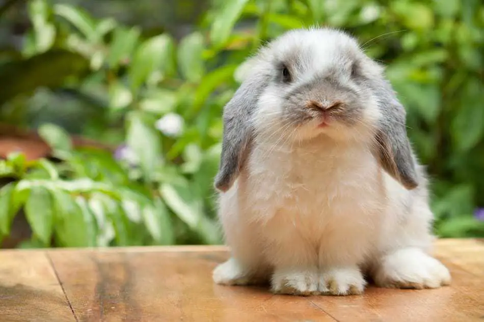 14 Reasons You Should Get a Holland Lop Rabbit as a Pet – Rabbit Informer